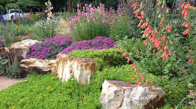 Gray Creeping Germander in Colorado garden