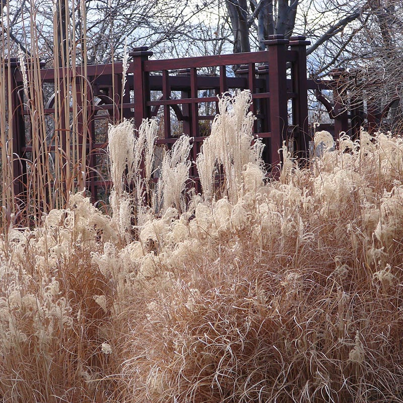 Gracillimus Miscanthus Grass