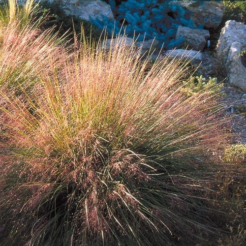 Undaunted® Ruby Muhly Grass