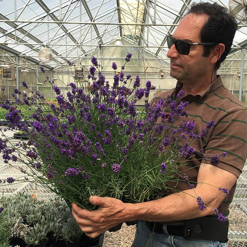 Munstead Violet English Lavender