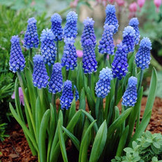 Muscari Flower Bulbs