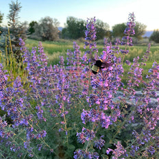 Nepeta | Catmint