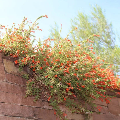 Orange Carpet® Creeping Hummingbird Trumpet (Zauschneria)
