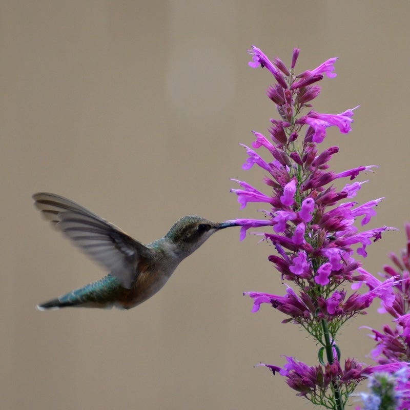 Ava Agastache