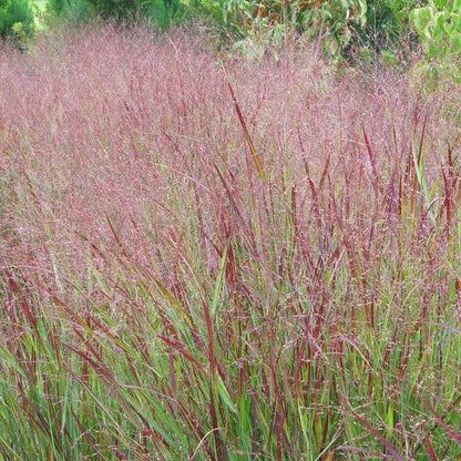 Shenandoah Switch Grass