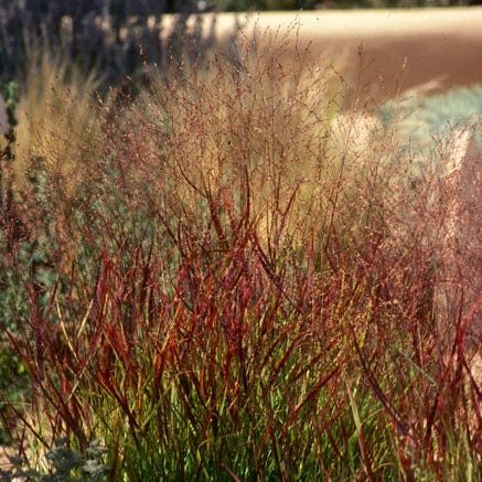 Shenandoah Switch Grass