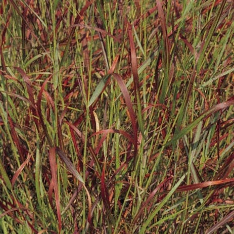 Shenandoah Switch Grass