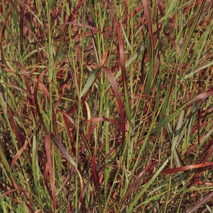 Shenandoah Switch Grass