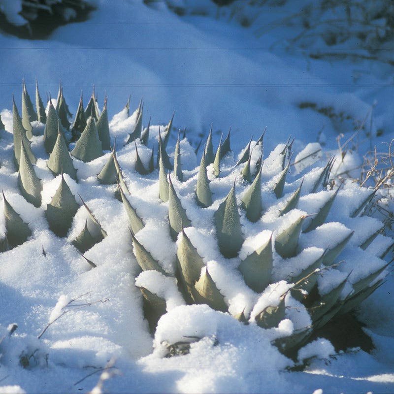Parry's Century Plant (Agave)