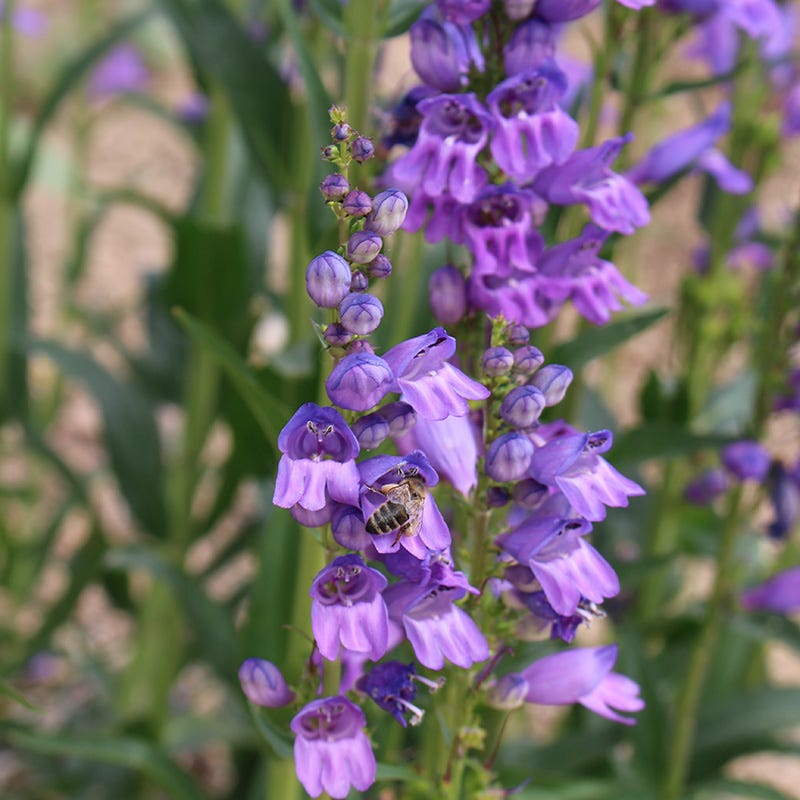 Rocky Mountain Penstemon