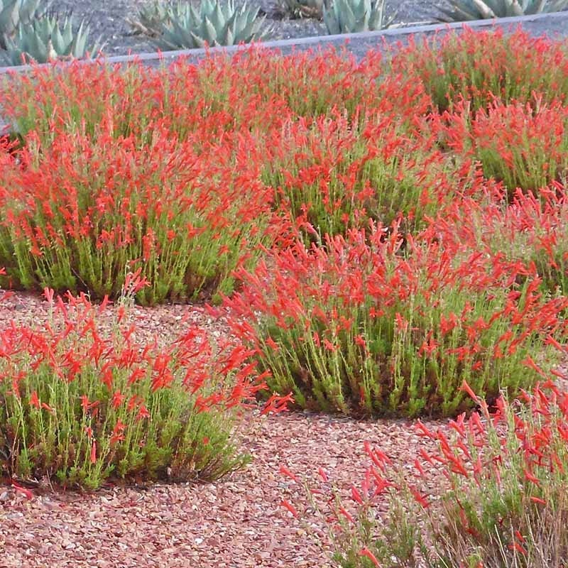 HALF PINT® Pineleaf Penstemon