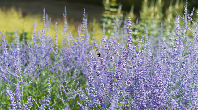 Pervoskia Blue Spires