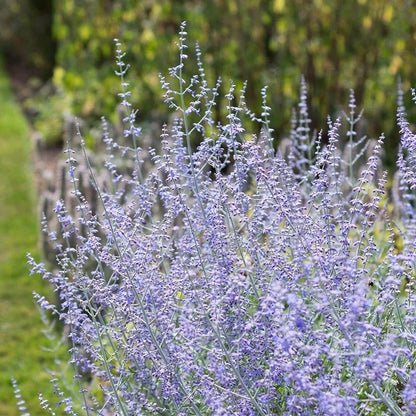 Blue Spire Russian Sage