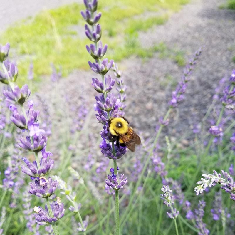 Phenomenal® Lavender