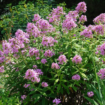 Jeana Garden Phlox