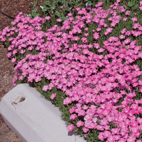 Perfect Pink Santa Fe Phlox
