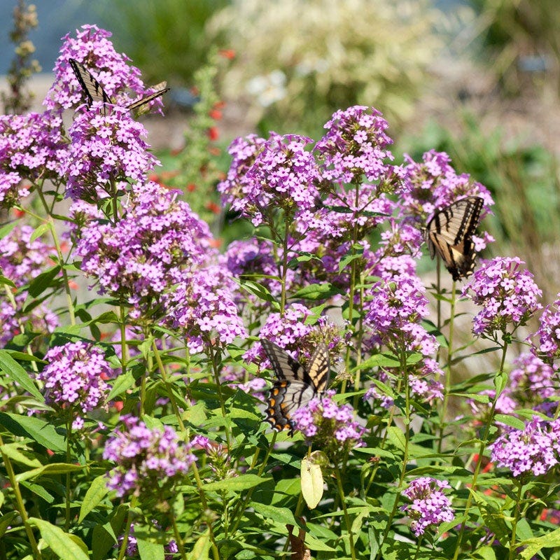 Jeana Garden Phlox