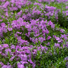 Phlox