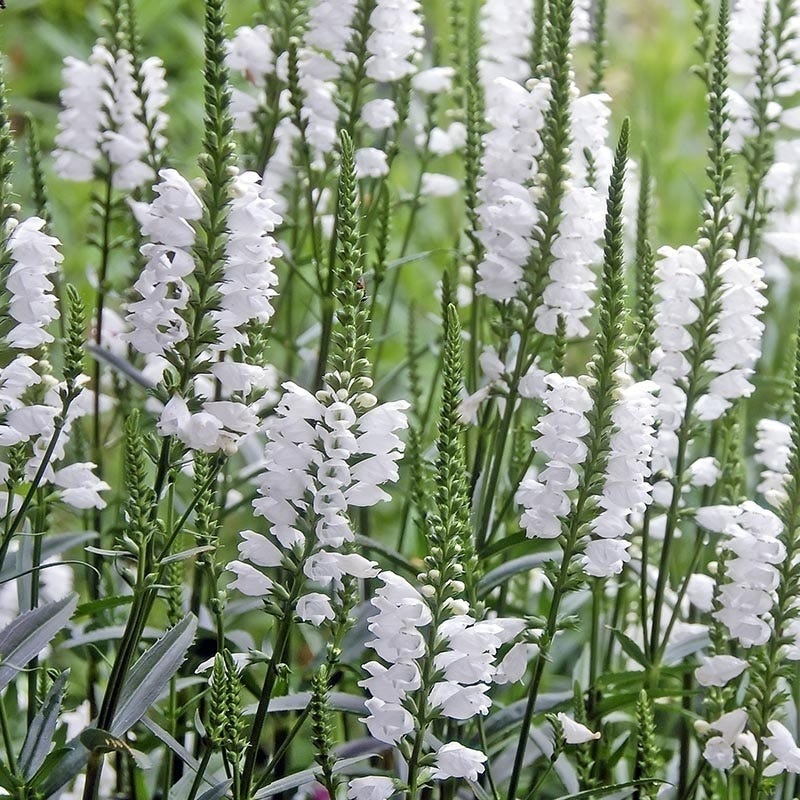 Crystal Peak White Obedient Plant