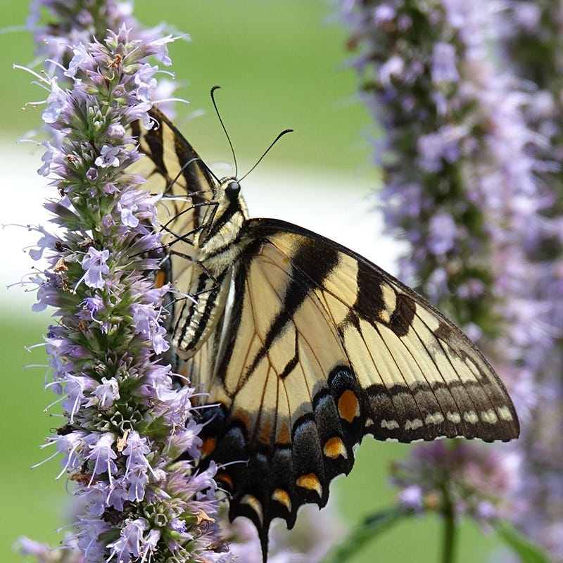 Swallowtail butterfly on Blue Fortune Agastache (Agastache x 'Blue Fortune')
