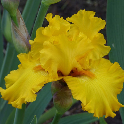 Pure As Gold Reblooming Bearded Iris
