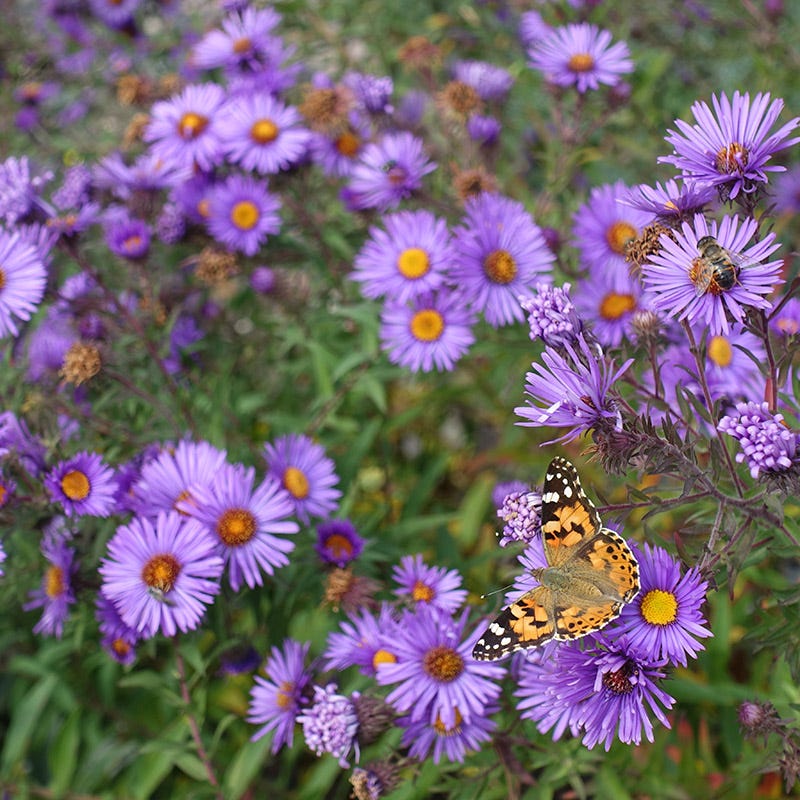 Purple Dome New England Aster
