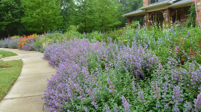 Texas garden bed