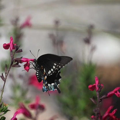 Raspberry Delight® Salvia