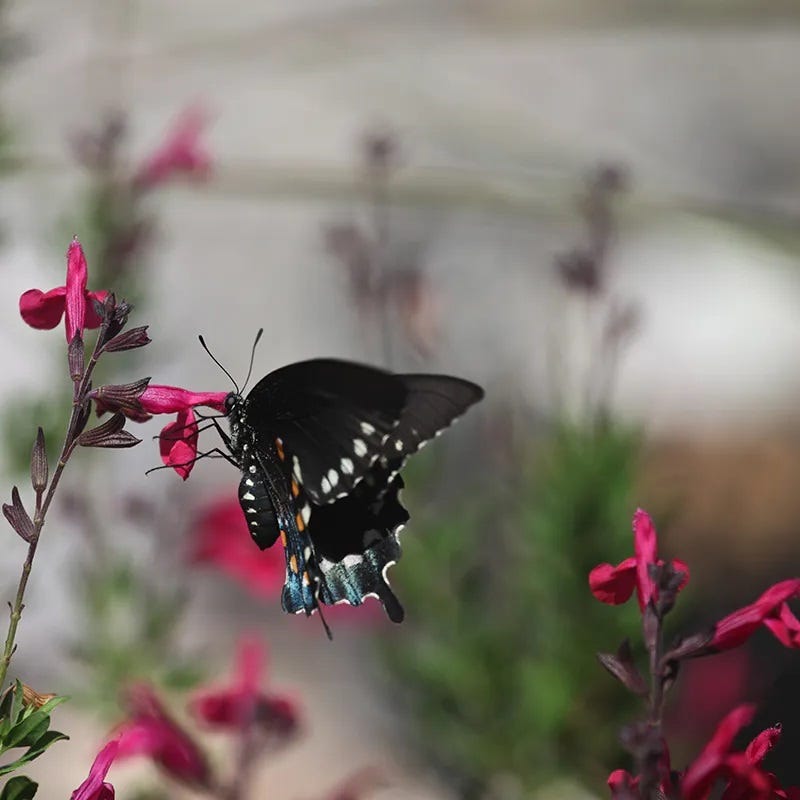 Raspberry Delight® Salvia