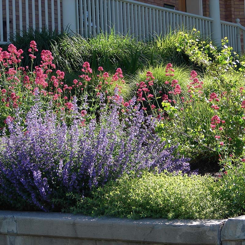 Red Valerian (Centranthus)