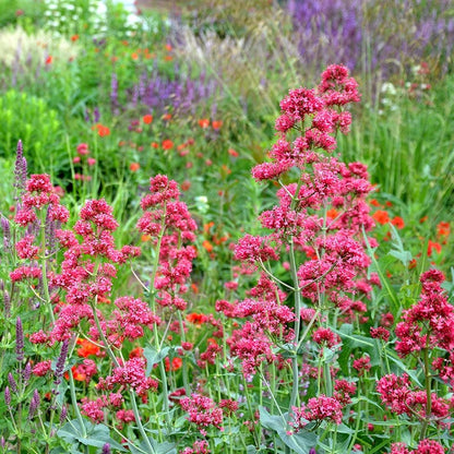 Red Valerian (Centranthus)