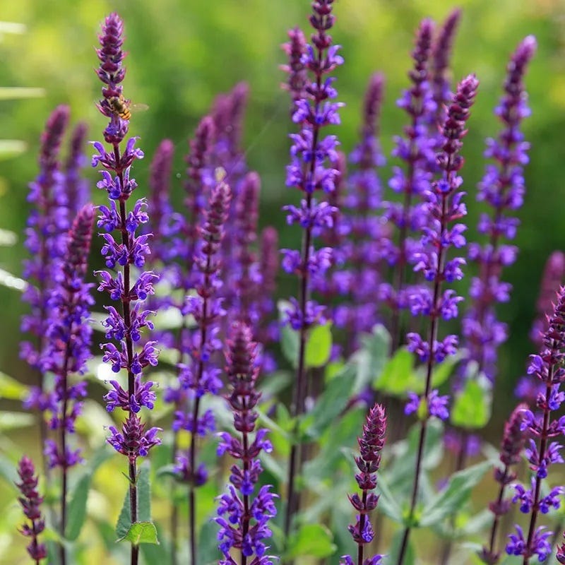 Caradonna Salvia