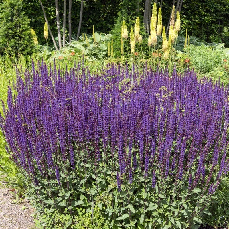 Caradonna Salvia