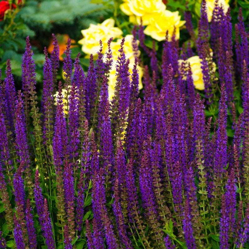 Caradonna Salvia