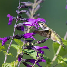 Salvia | Sage