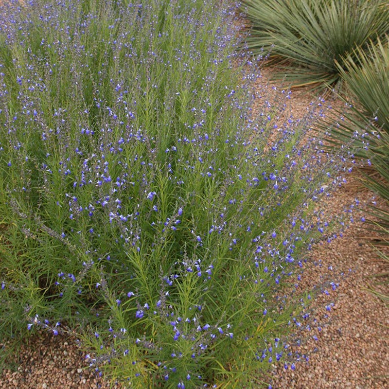 Autumn Sapphire™ Salvia