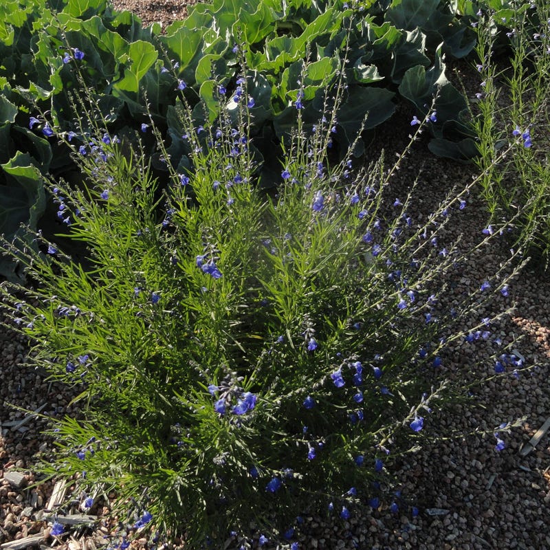 Autumn Sapphire™ Salvia
