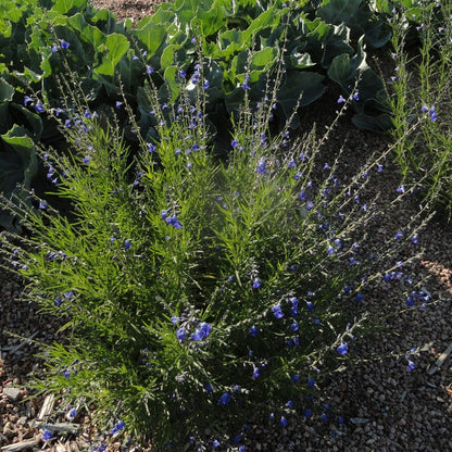 Autumn Sapphire™ Salvia