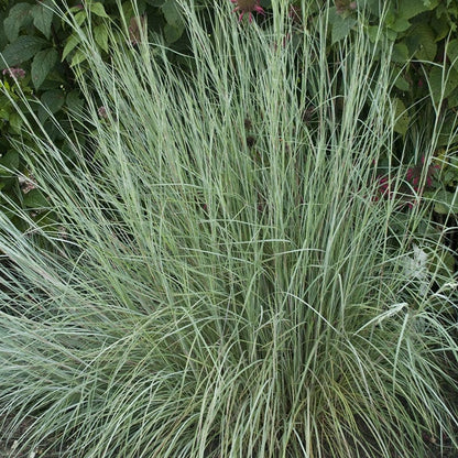 Prairie Blues Little Bluestem Grass