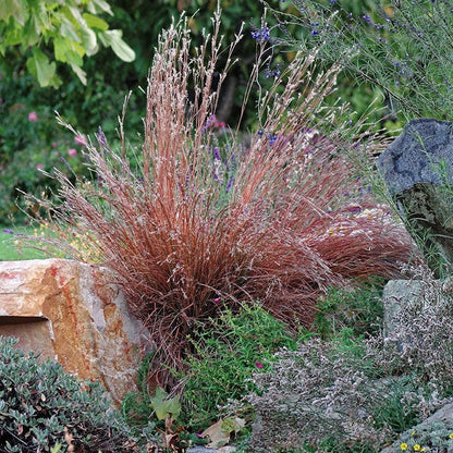 Blaze Little Bluestem Grass
