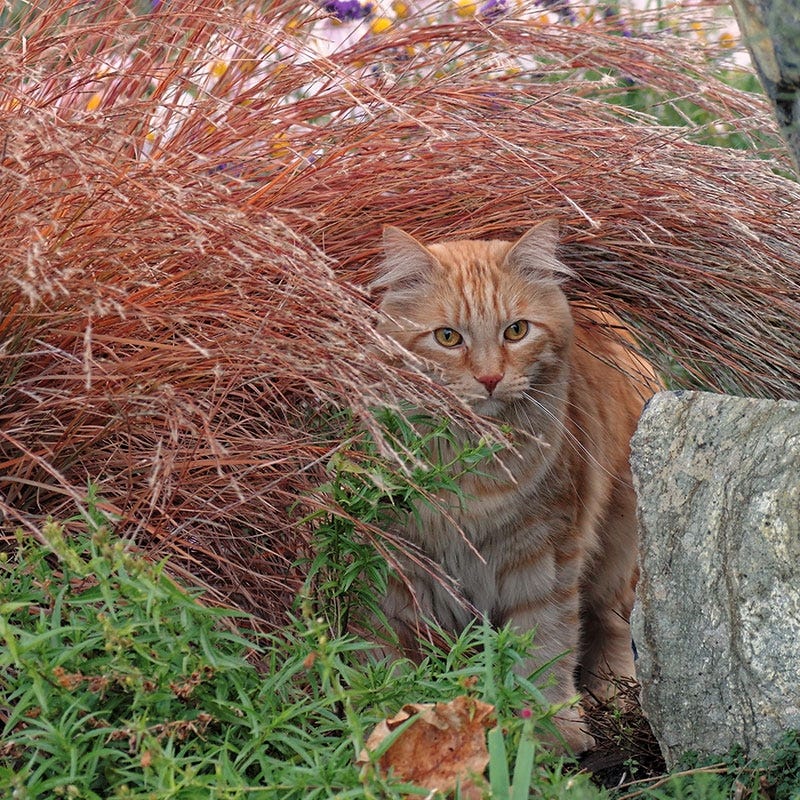 Blaze Little Bluestem Grass