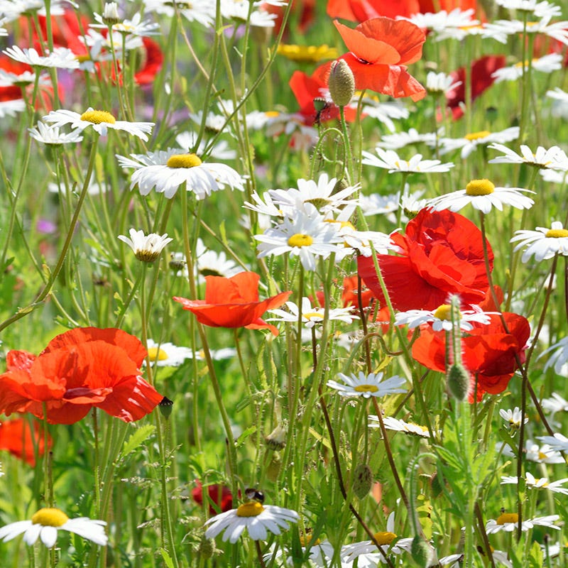Shasta Daisy Seeds