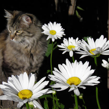 Shasta Daisy Seeds