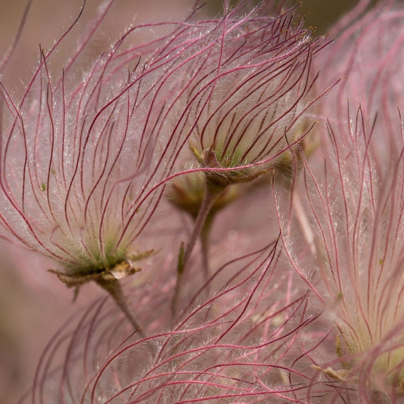Apache Plume (Fallugia)