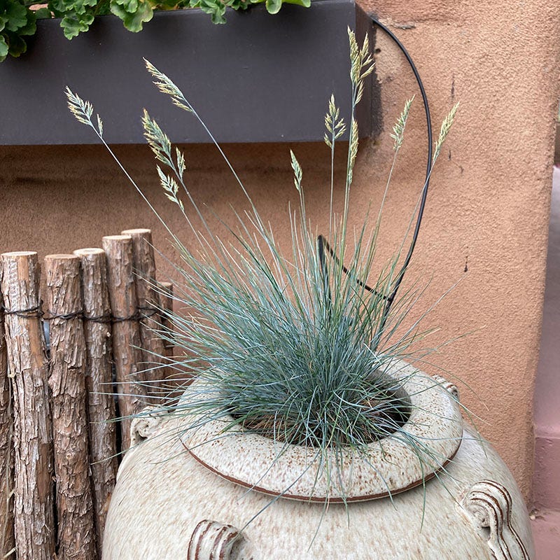 Siskiyou Blue Fescue Grass