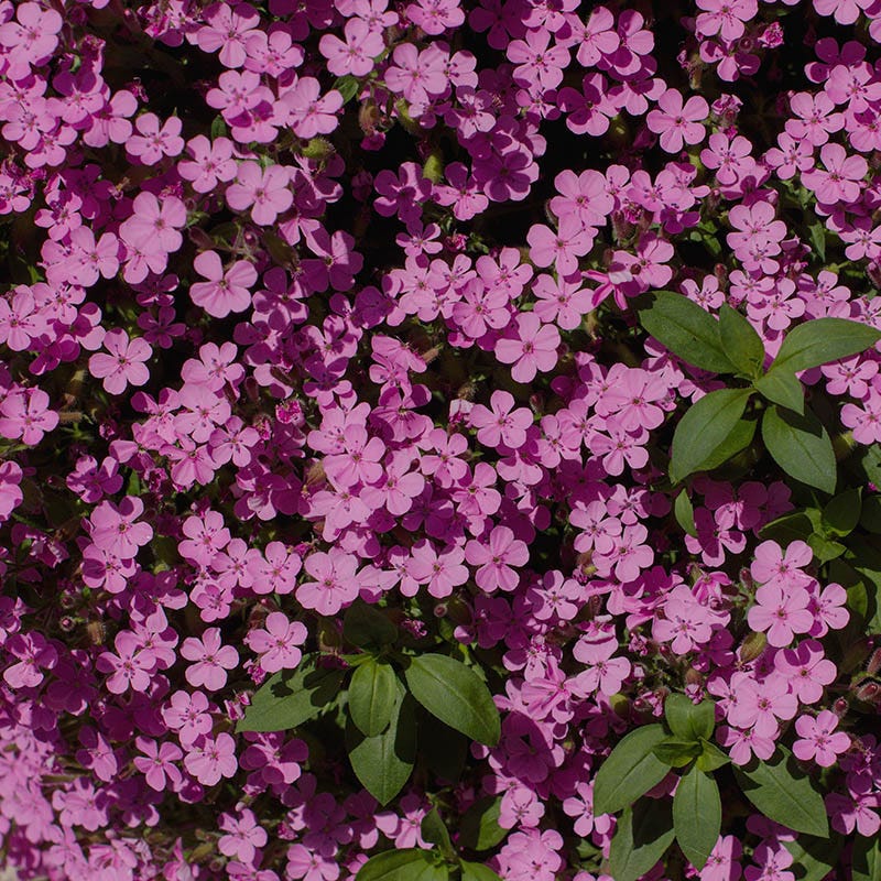 Saponaria ocymoides