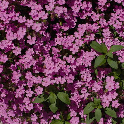 Saponaria ocymoides
