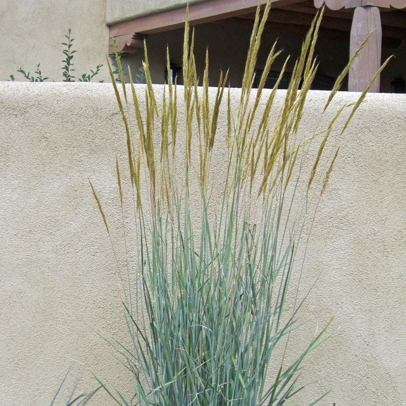 Thin Man Golden Prairie Grass