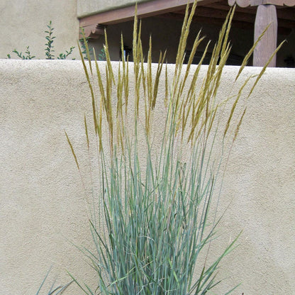 Thin Man Golden Prairie Grass