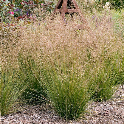 Prairie Dropseed Grass